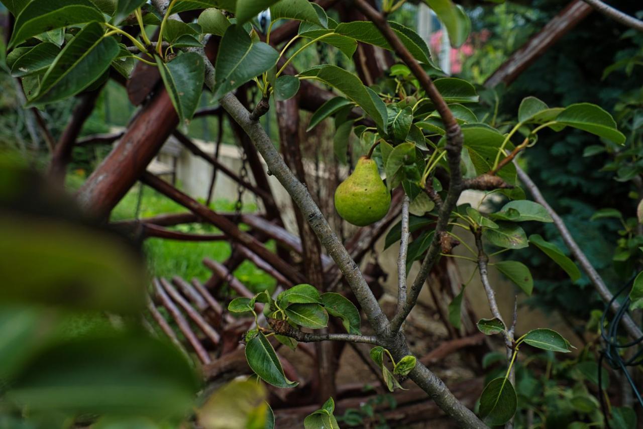 Pensiunea Mara *** บอร์ชา ภายนอก รูปภาพ